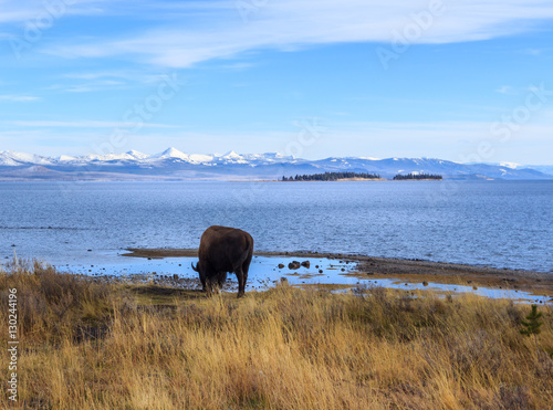 Wildlife of Yellow Stone, Montana © Gaukhar