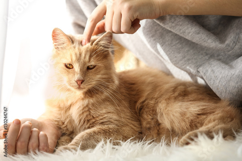 Cute cat with its owner at home, close up view