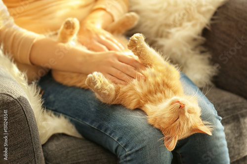 Fototapeta Naklejka Na Ścianę i Meble -  Cute cat lying on its owner's knees, close up view