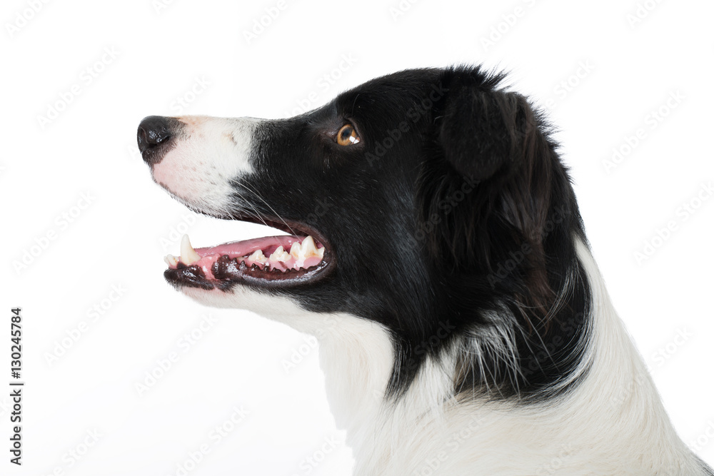 Fototapeta premium Border Collie sieht nach oben
