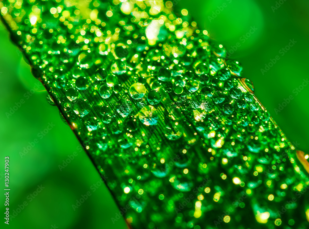 Water drops on green leaf in the morning light.