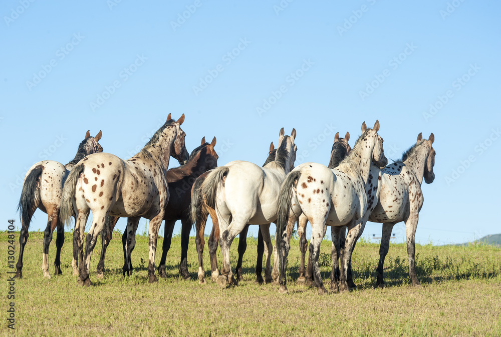 Fototapeta premium Tiger Horse herd in open grass meadow. The Tiger horse is a modern reconstruction of an ancient breed thought to have originated on the