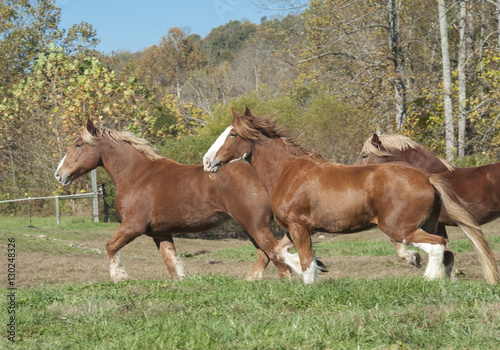 Draft Horses running across grass paddock © Mark J. Barrett
