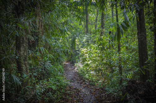 Path in the jungle. Sinharaja rainforest in Sri Lanka.