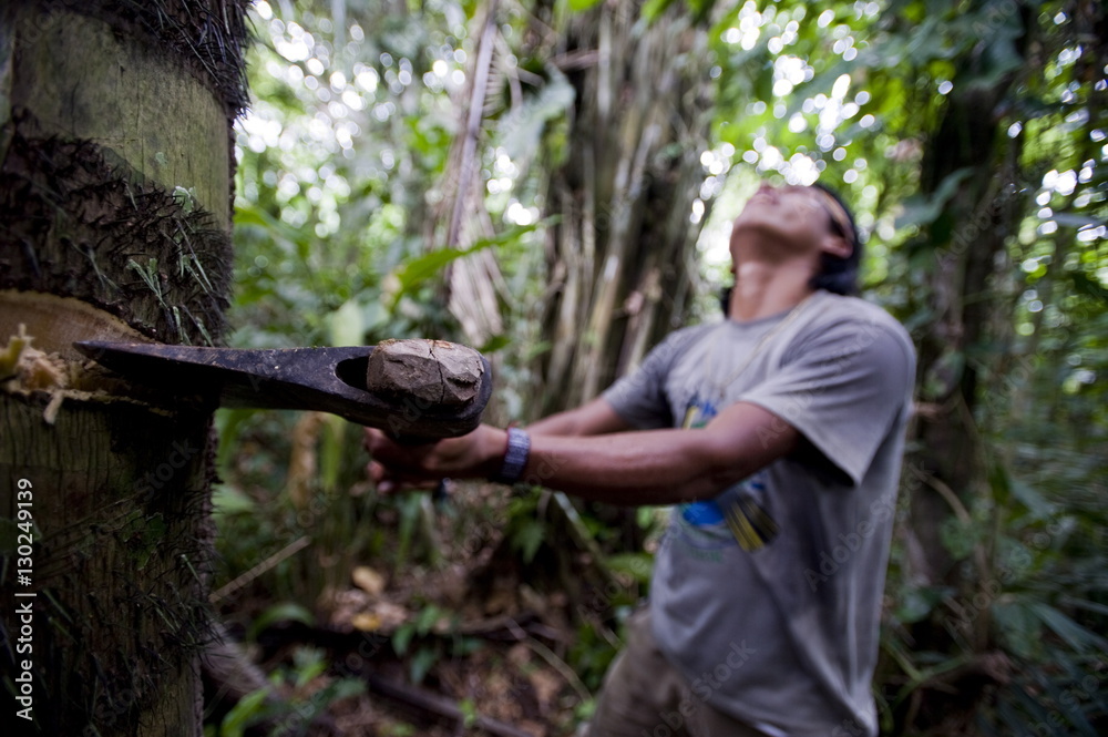 Cutting down a palm tree to collect larva to eat, Amazon, Ecuador Cutting down a palm tree to collect larva to eat, Amazon, Ecuador