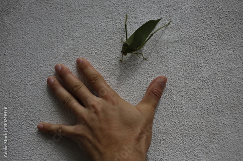 Grillo e una mano