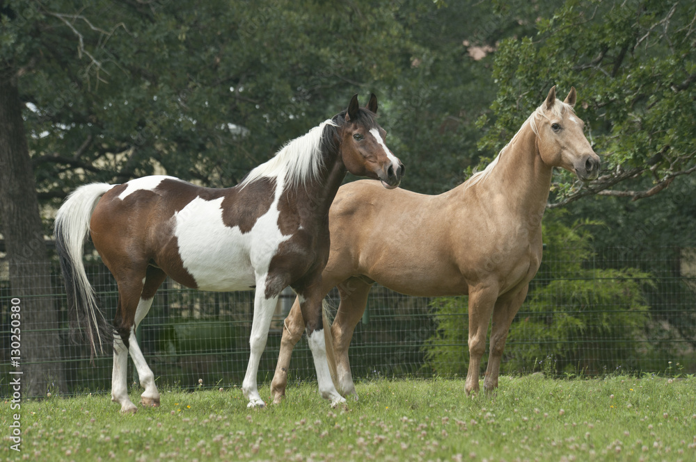 Quarter horse and national Show horse in lush grassy paddock Quarter horse and national Show horse in lush grassy paddock