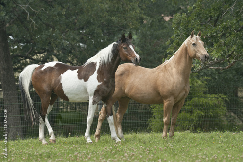 Quarter horse and national Show horse in lush grassy paddock