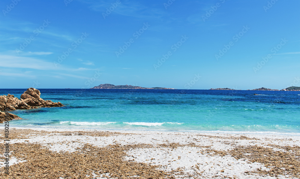 seaweeds in Capriccioli