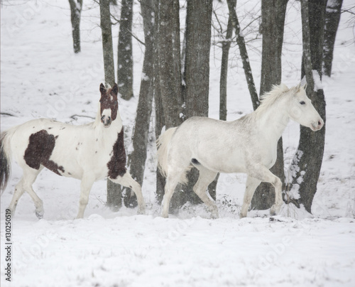 Horses running across snowy paddock
