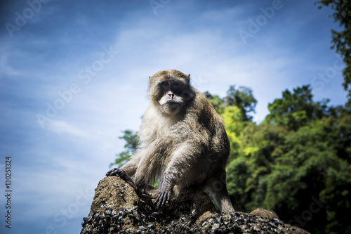 Monkey sitting on rock on background of jungles and sky. 