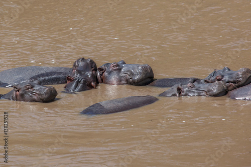 Hippos sleeping in the river of Masai Mara Reserve, Kenya, Africa