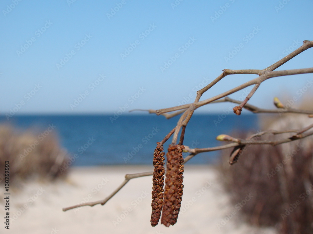 tree on the beach tree on the beach