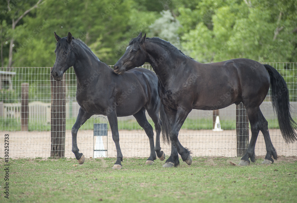 friesian-arabian Warlander horses friesian-arabian Warlander horses