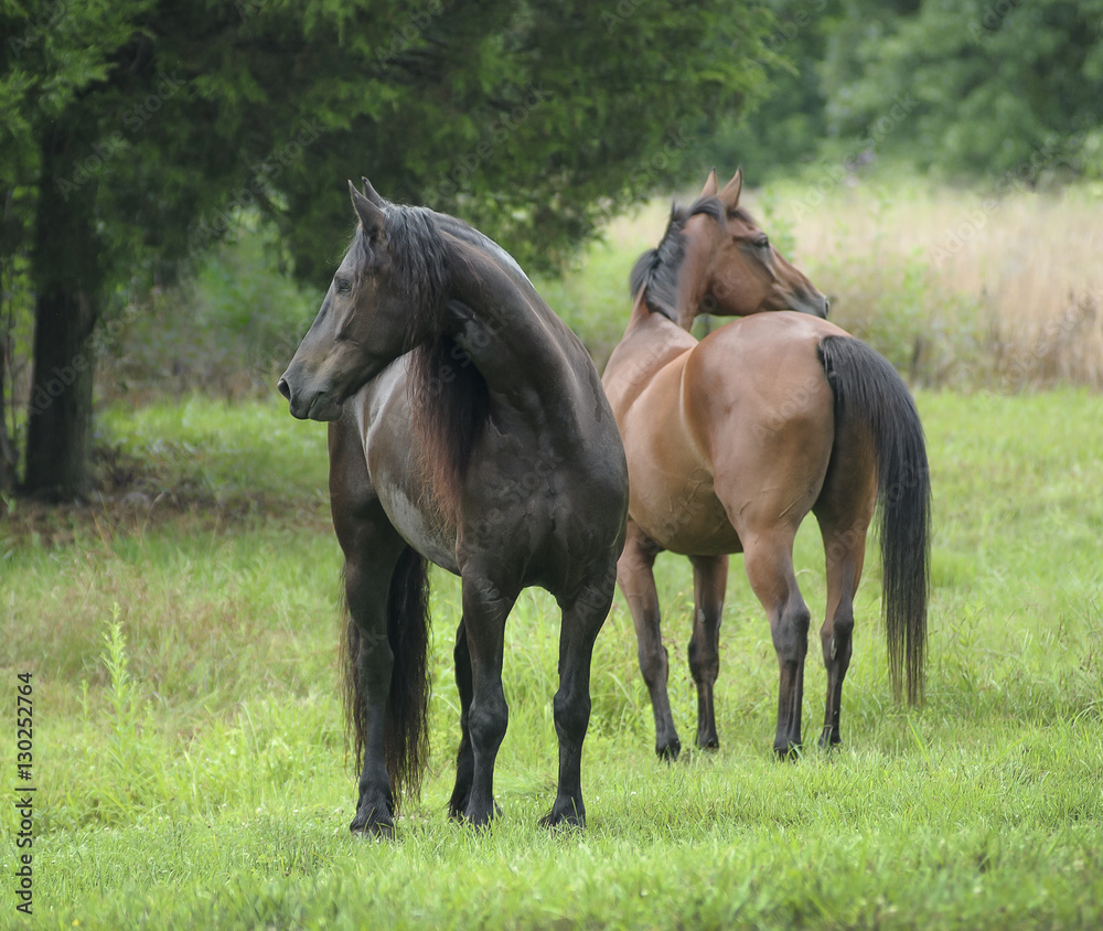 Friesian and Trekahner Warmblood geldings