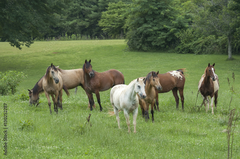 Horse herd with mixed breeds in lusg grass Horse herd with mixed breeds in lusg grass