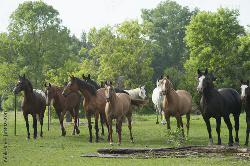Herd containing various horse breeds
