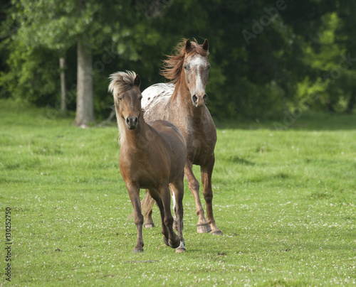 Appaloosa and pony running in green pasture