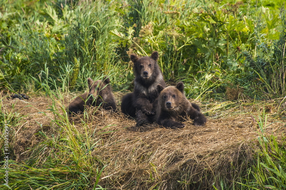 Kamchatka brown bear (Ursus arctos beringianus) cubs, Kurile lake, Kamchatka, Russia Kamchatka brown bear (Ursus arctos beringianus) cubs, Kurile lake, Kamchatka, Russia