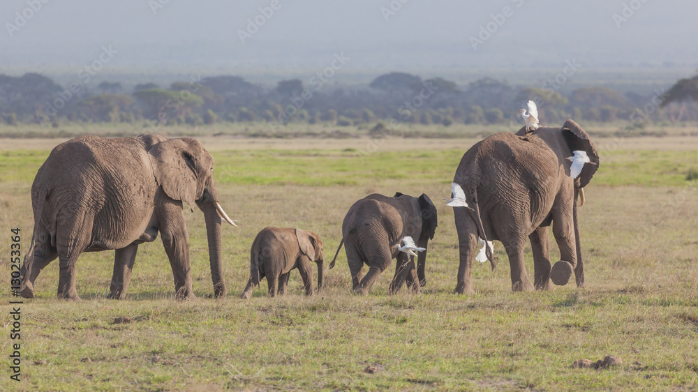 Herd of African elephant, Amboseli National Park, Kenya, Africa