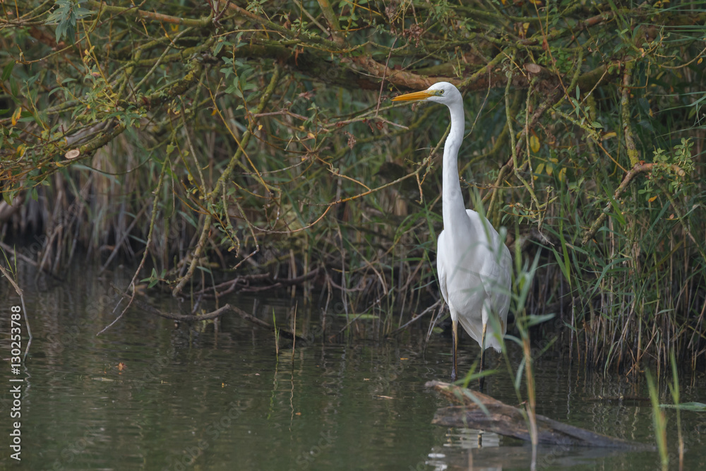 White heron in nature during morning sunset White heron in nature during morning sunset