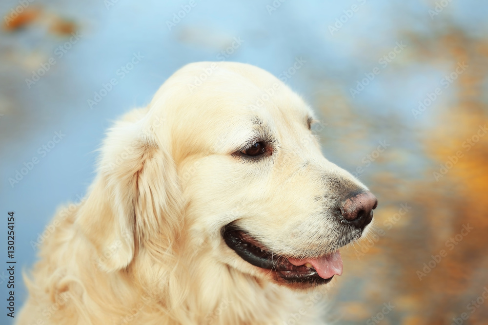 Close up view of funny labrador retriever in autumn park Close up view of funny labrador retriever in autumn park