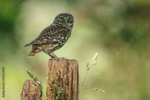 Little owl in last sunlight on a spring day