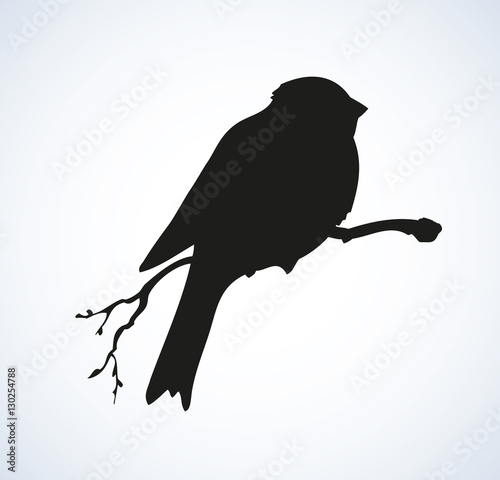 Vector drawing. Tit