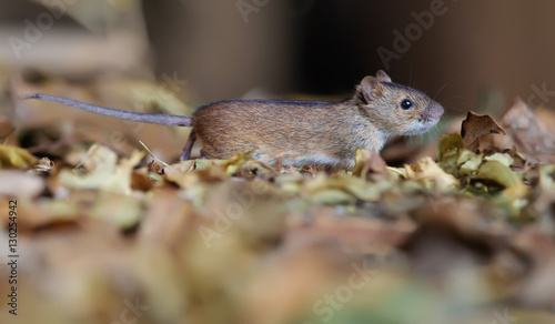 Striped field mouse running through leaves