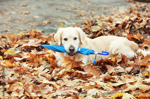 Funny labrador retriever with umbrella in autumn park