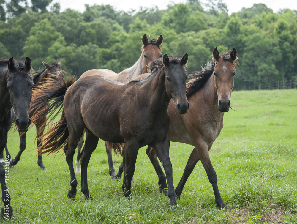 Fototapeta premium Quarter horse herd with mares and foals