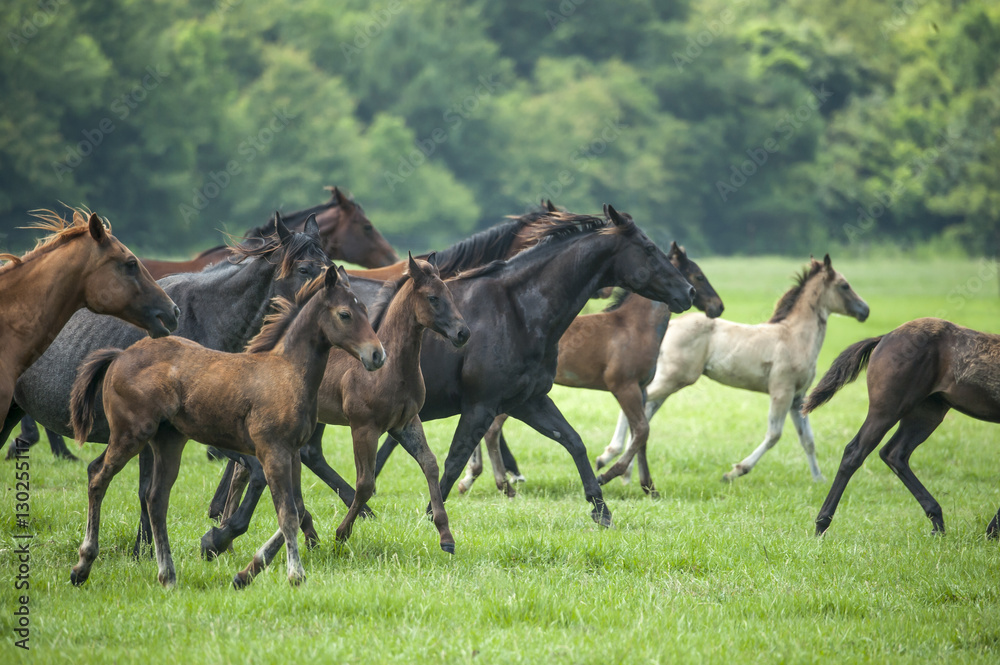 Quarter horse herd with mares and foals Quarter horse herd with mares and foals