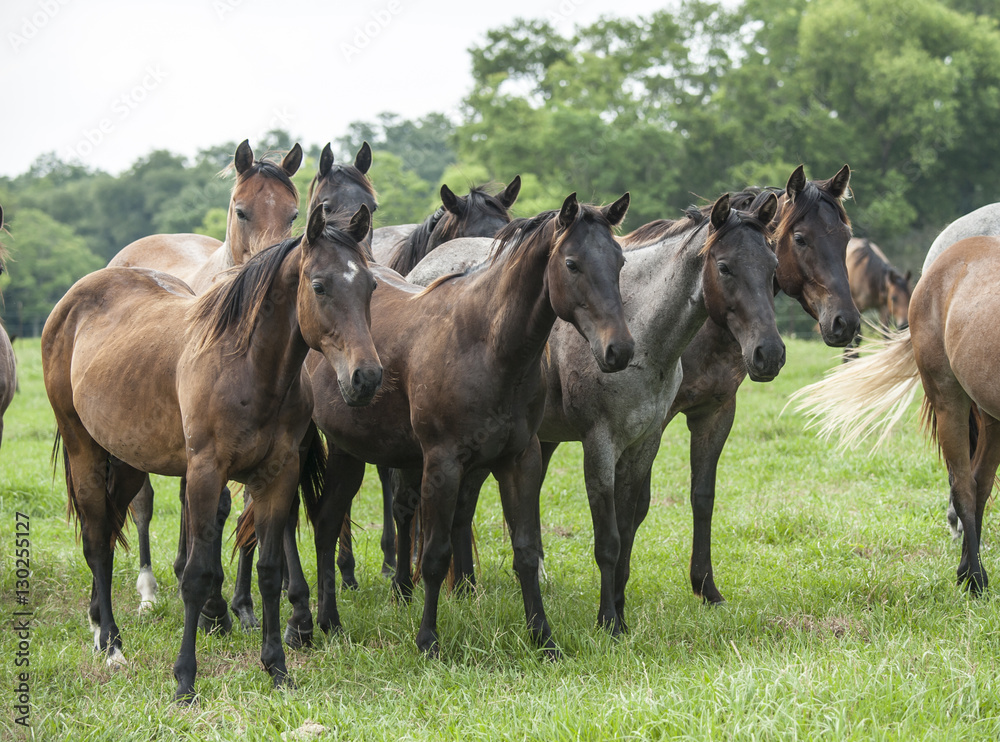 Fototapeta premium Quarter horse herd with mares and foals