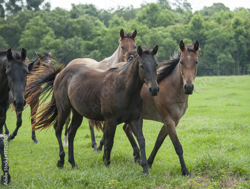 Quarter horse herd with mares and foals