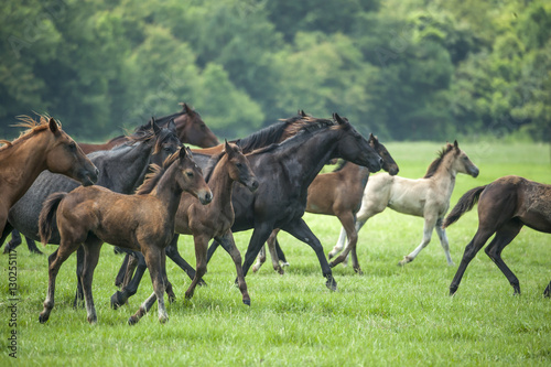 Quarter horse herd with mares and foals © Mark J. Barrett