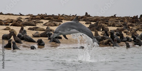 Dolphin in Swakopmund Namibia