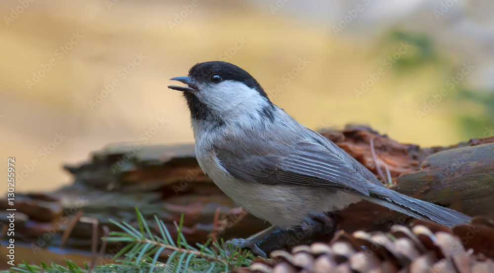 Willow tit sitting in a forest litter
