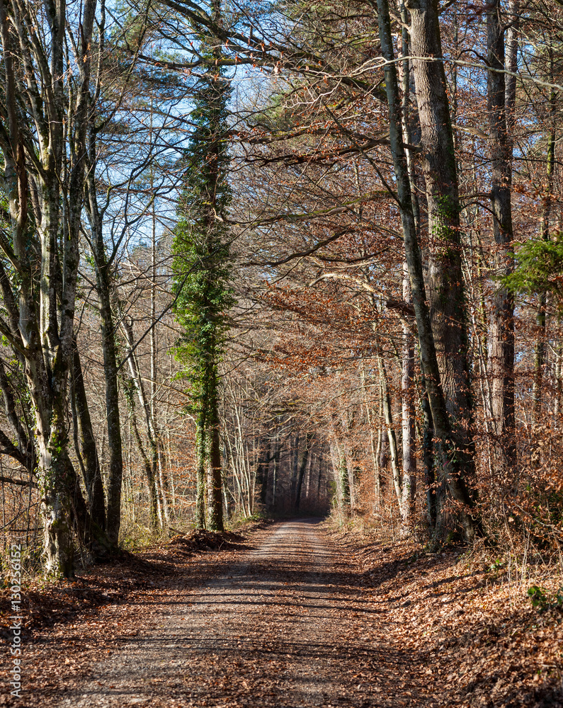 Obraz premium Waldweg im Tunnel aus Bäumen