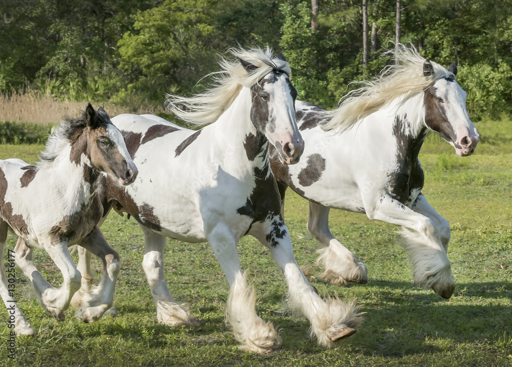 Obraz premium Gypsy horse mares and foal run