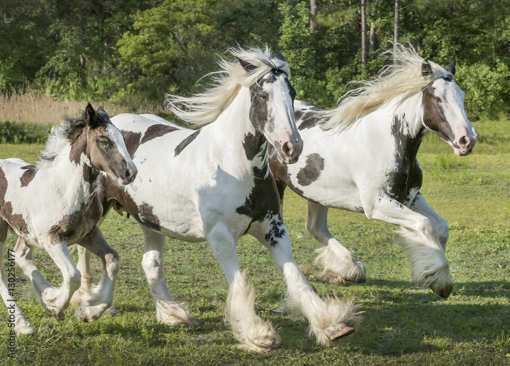 Gypsy horse mares and foal run
