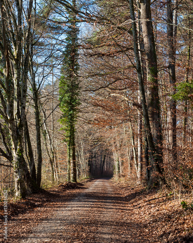 Waldweg im Tunnel aus Bäumen photo