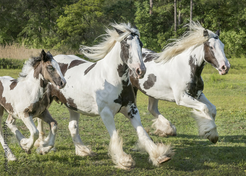 Gypsy horse mares and foal run
