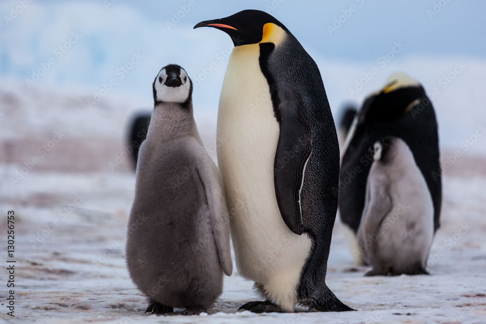 Fototapeta premium Emperor penguin with cute chick