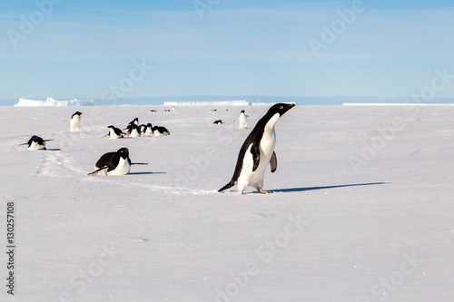 Group of crazy Adelie penguins arriving