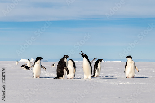 Yelling Adelie penguin with friends