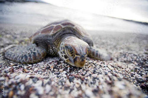 Photography A Pacific green turtle, on the beach, Galapagos Islands, Ecuador