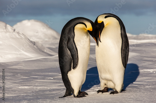 Emperor penguins putting their heads together