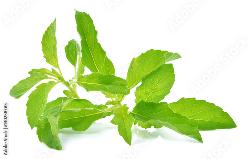 Holy basil leaves