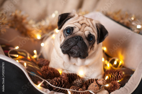 christmas dog pug garland cone in bed on christmas holidays
