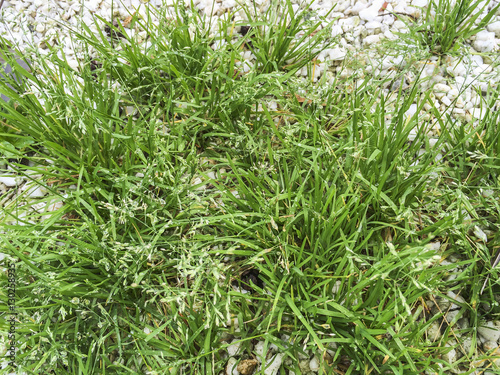 Annual meadow grass or blue grass